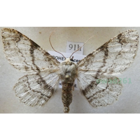 Ascotis selenaria (Denis & Schiffermüller, 1775) Przylepek księżycowiak Czech91h